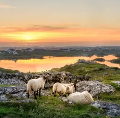 Landschaft in Irland mit Schafen und Sonnenuntergang