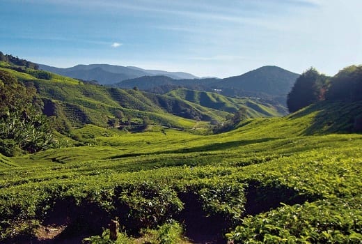 Teeplantage Cameron Highland  Malaysia