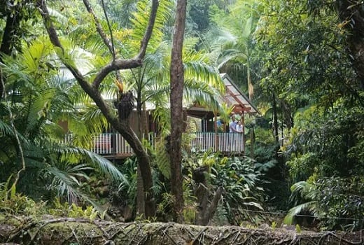 Daintree Nationalpark Queensland Australien